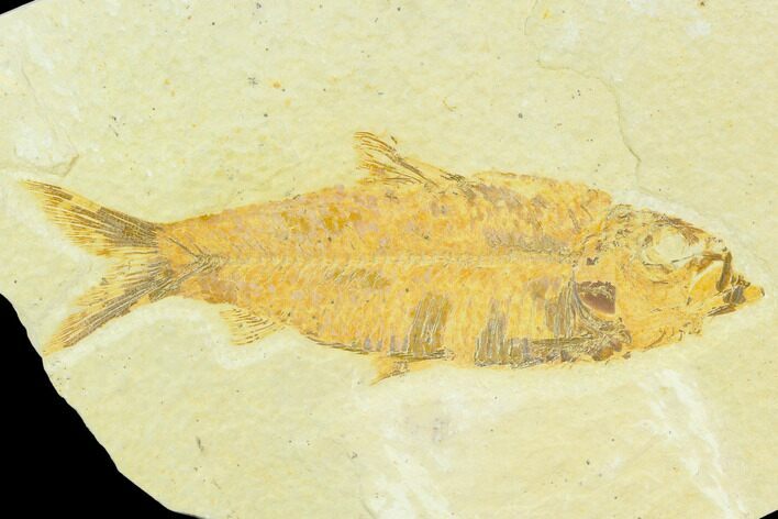 Bargain, Fossil Fish (Knightia) - Wyoming #126235
